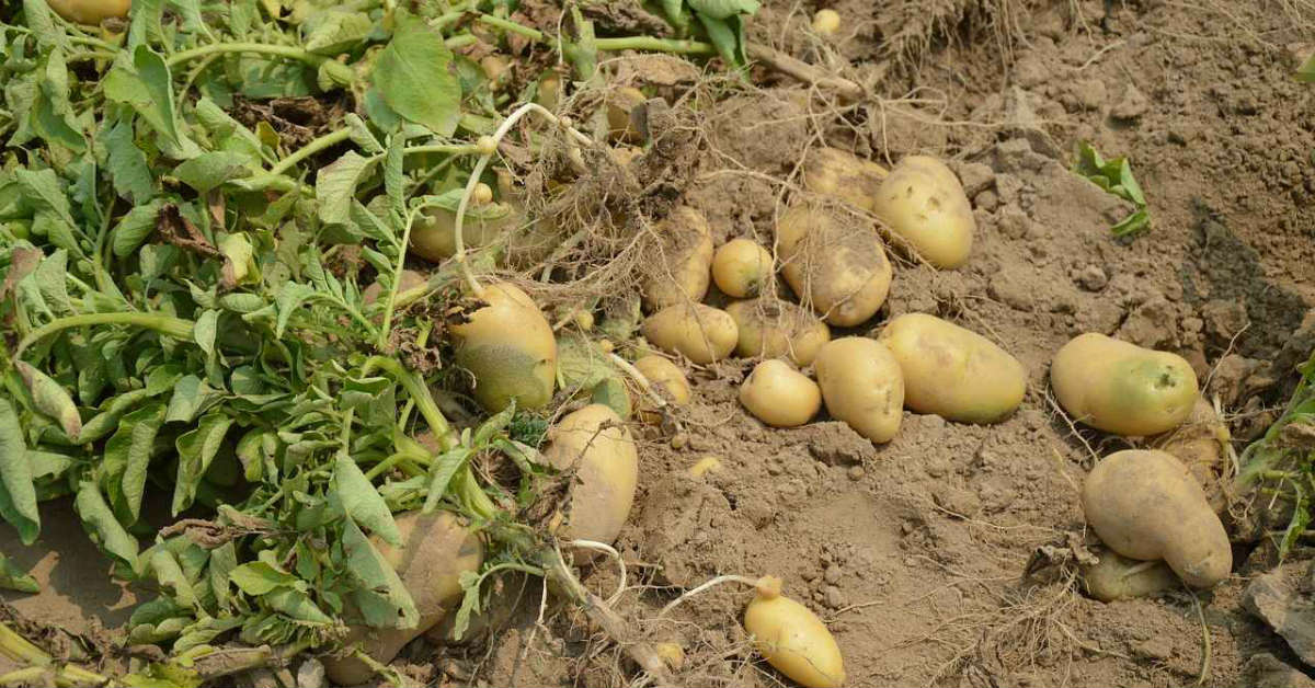 проволочник