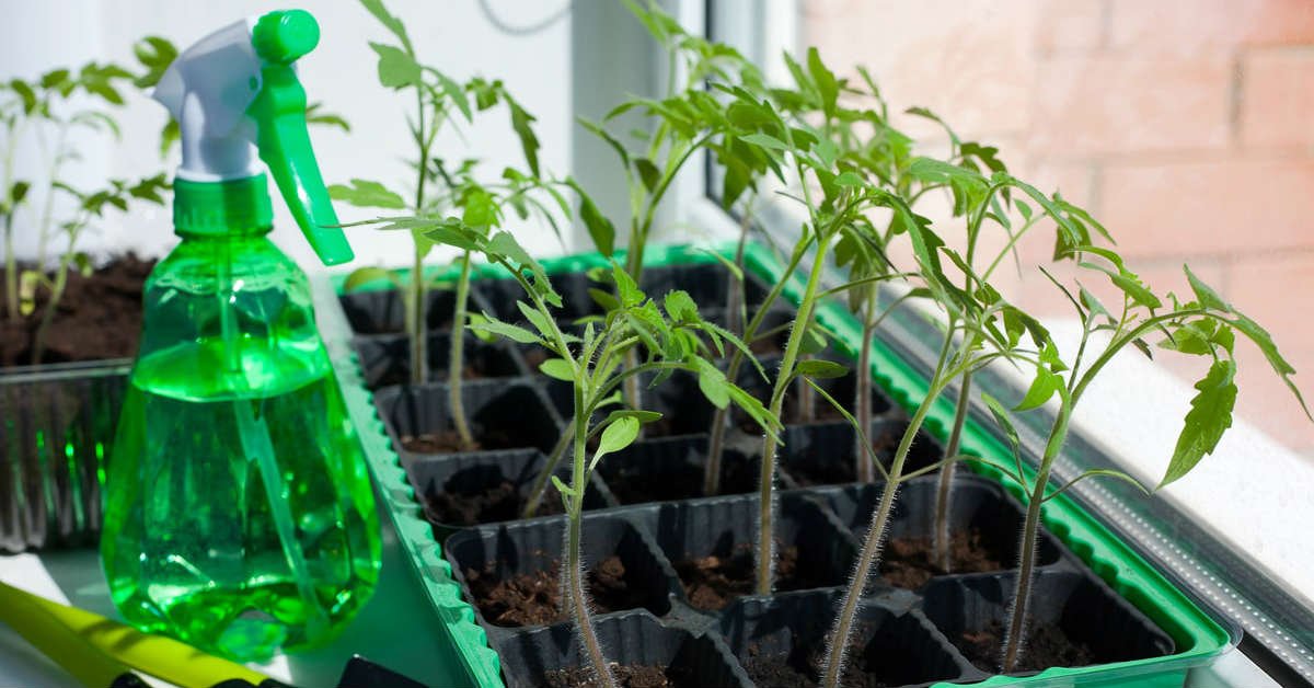 рассада на огороде