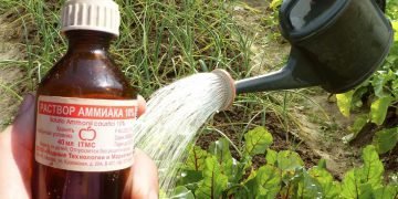 Нашатырный спирт против тли