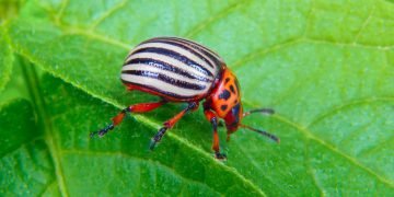 Как избавиться от колорадского жука