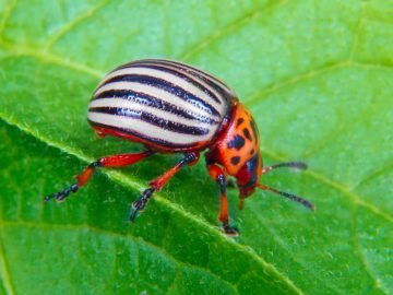 Как избавиться от колорадского жука