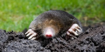 Как избавиться от кротов на участке