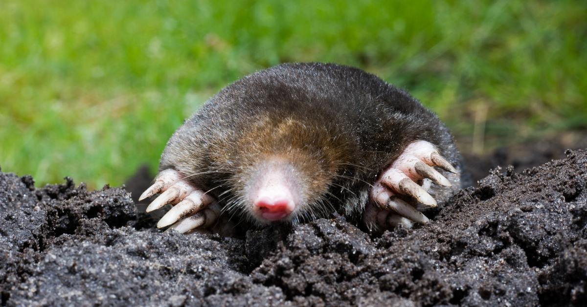 Как избавиться от кротов на участке
