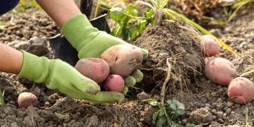 как копать картошку