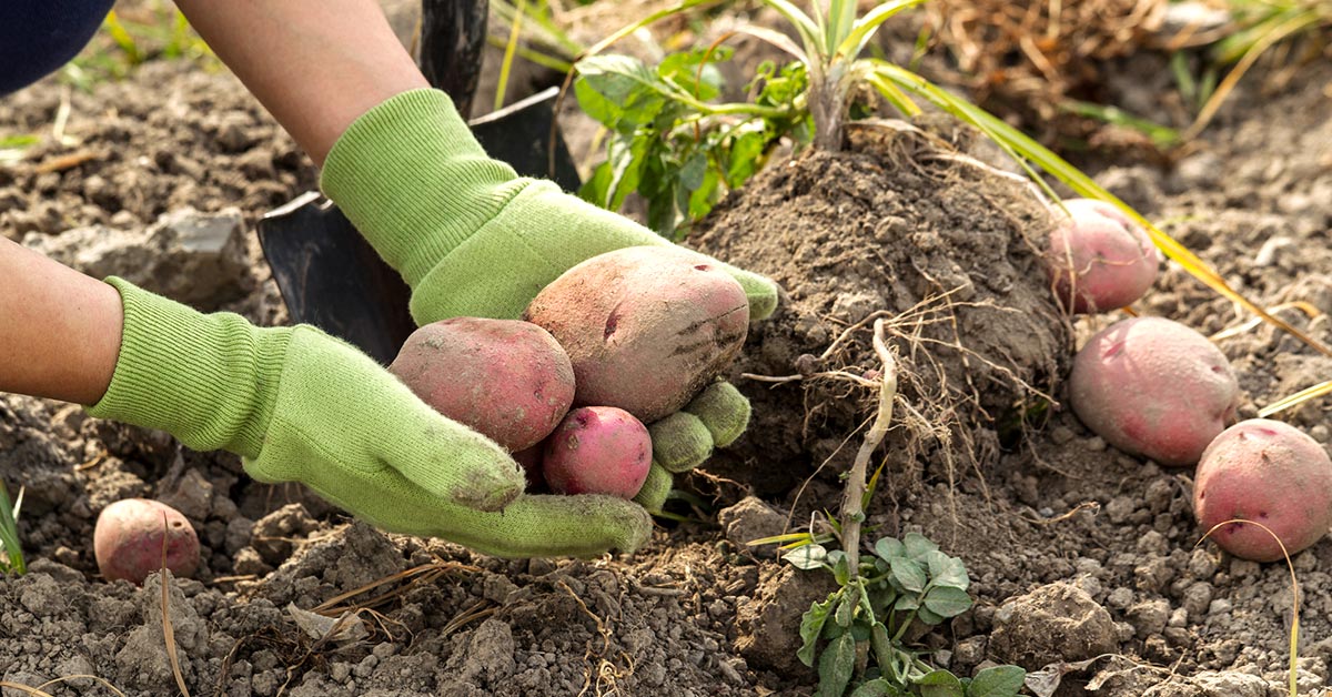 как копать картошку