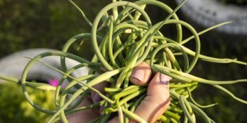 Как мариновать чесночные стрелки