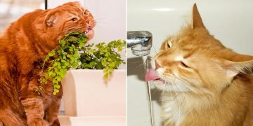 как научить кота