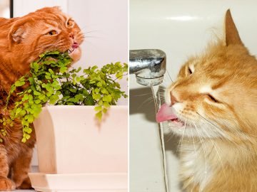 как научить кота