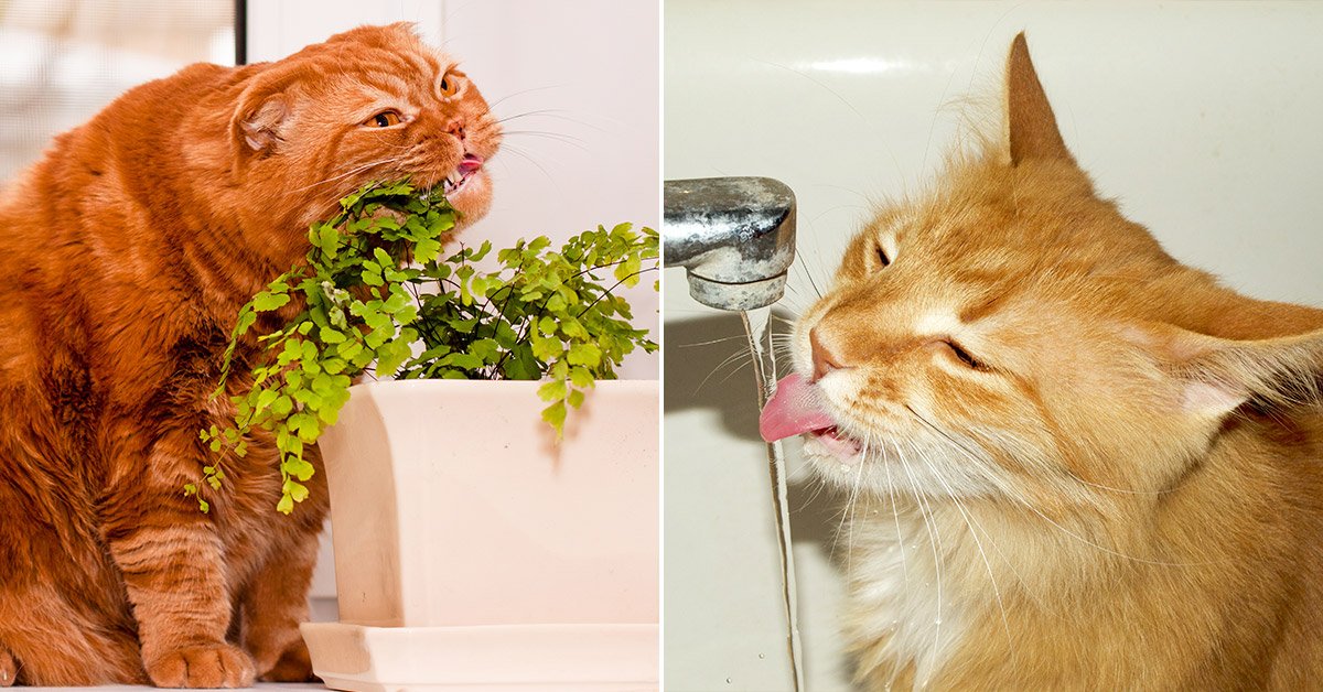 как научить кота