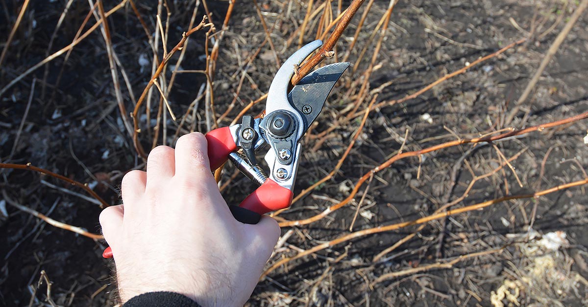 как обрезать малину осенью