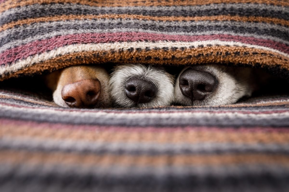 почему собаки спят под одеялом