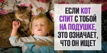 Как понять кота