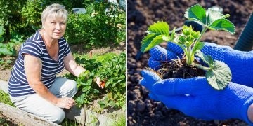 Как посадить клубнику в августе