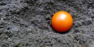 Как посадить семена в открытый грунт