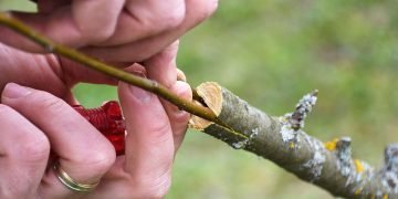 как прививать деревья