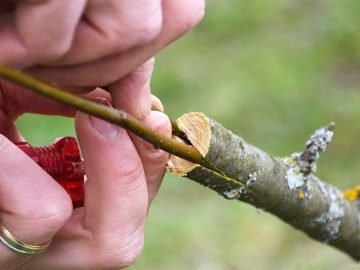 как прививать деревья