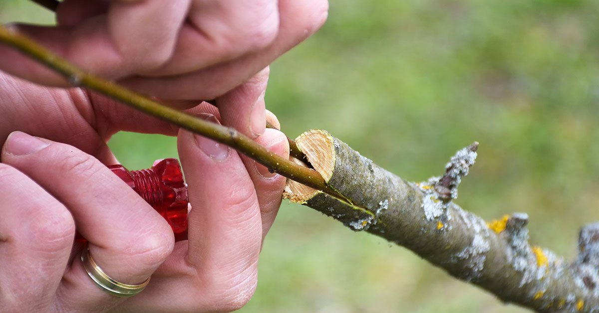 как прививать деревья