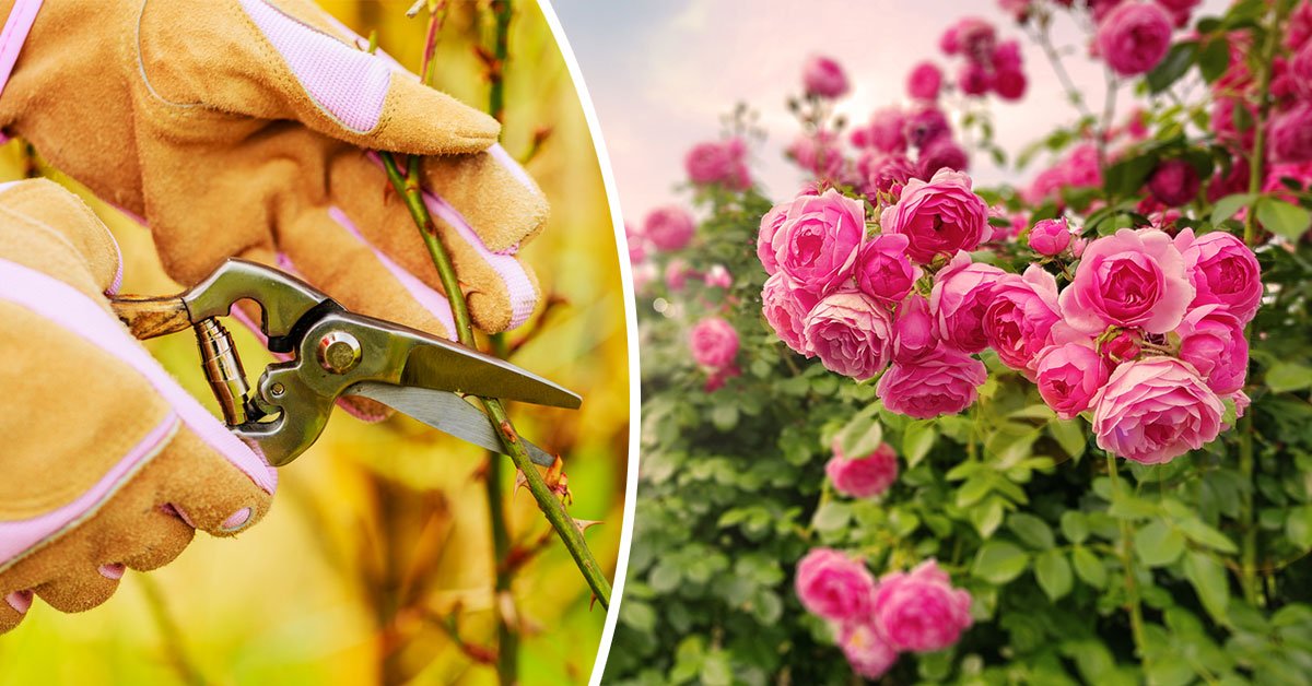 как размножать розы