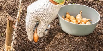 как сажать лук