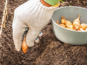 как сажать лук