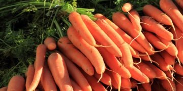 Как сохранить морковь на зиму