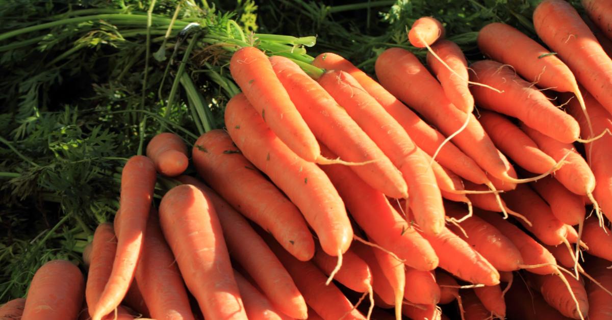 Как сохранить морковь на зиму