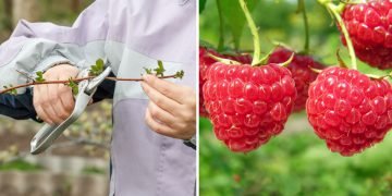 Как ухаживать за малиной