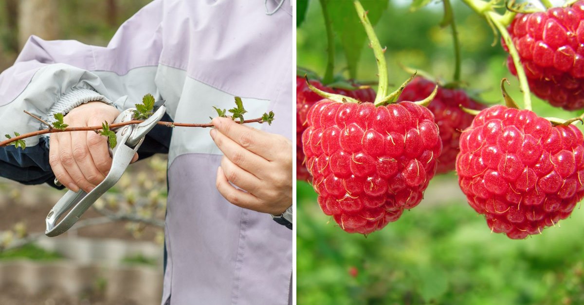 Как ухаживать за малиной