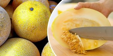 как выбрать дыню