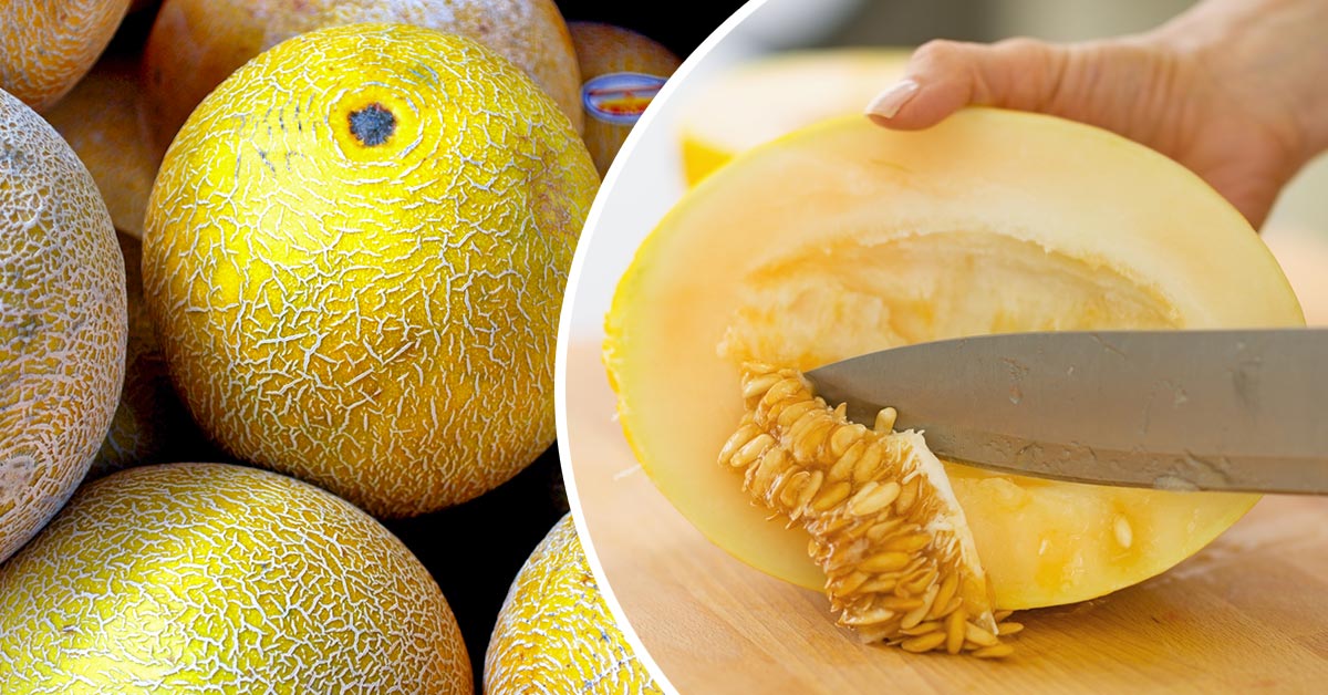 как выбрать дыню