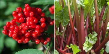 Как выглядят ядовитые растения