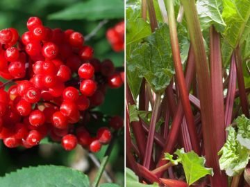 Как выглядят ядовитые растения