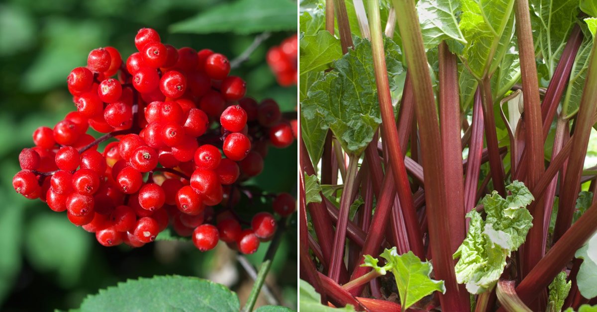 Как выглядят ядовитые растения