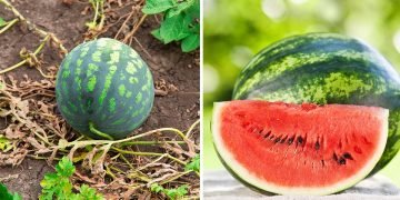 как выращивать арбузы