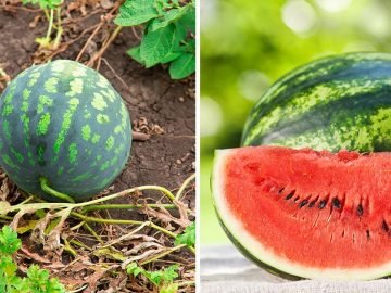 как выращивать арбузы