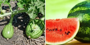 Как вырастить арбуз