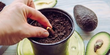 как вырастить авокадо