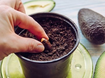 как вырастить авокадо