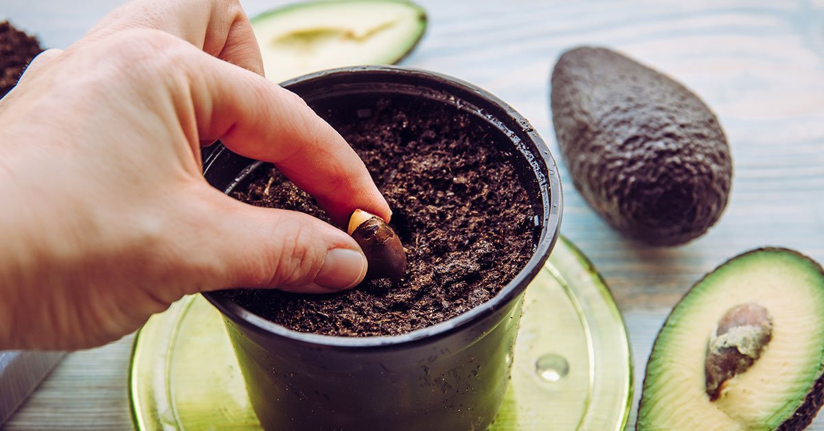 как вырастить авокадо