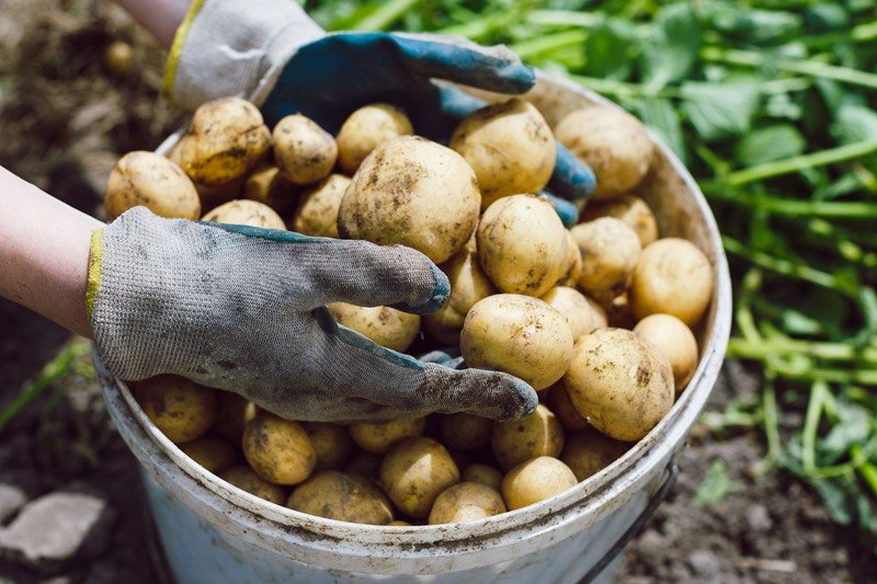Как вырастить картофель