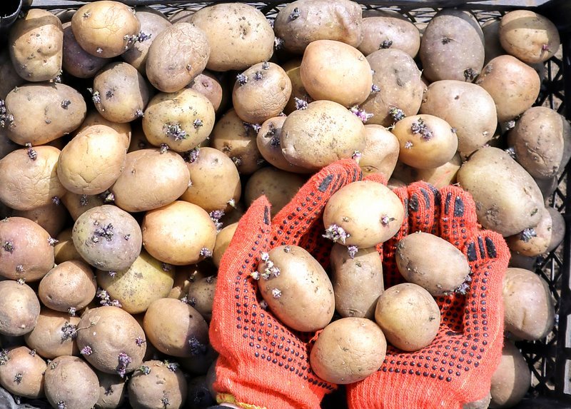 Как вырастить картофель