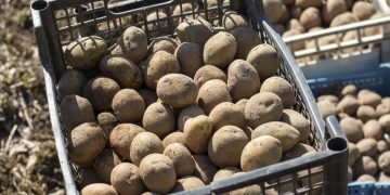 Как вырастить картофель