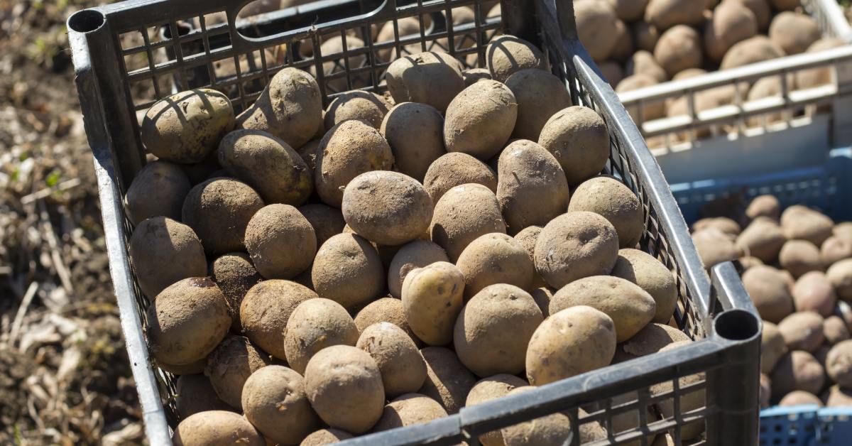 Как вырастить картофель