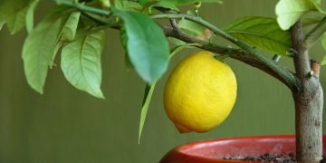 как вырастить лимон