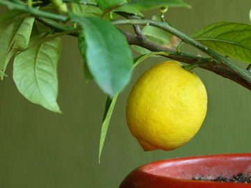 как вырастить лимон