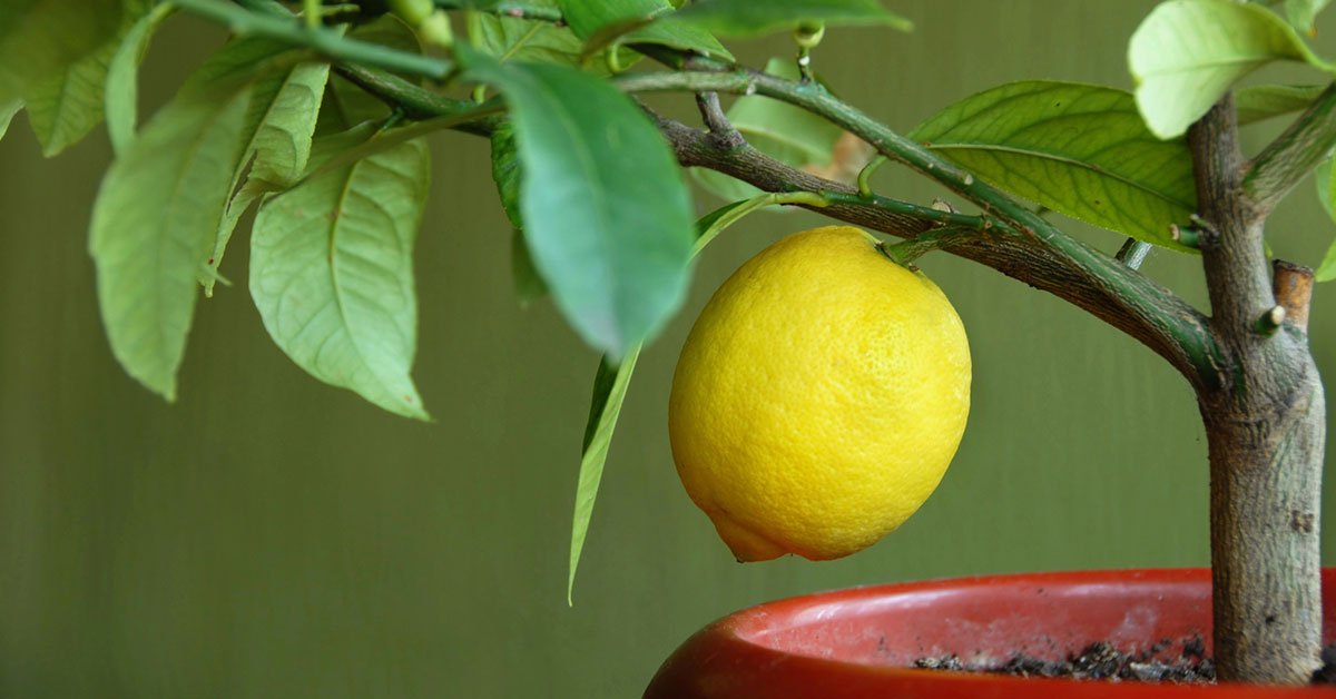 как вырастить лимон