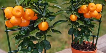 как вырастить мандарин