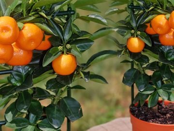 как вырастить мандарин