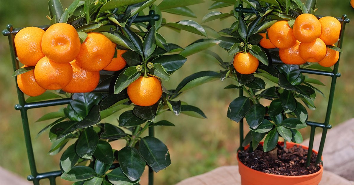 как вырастить мандарин