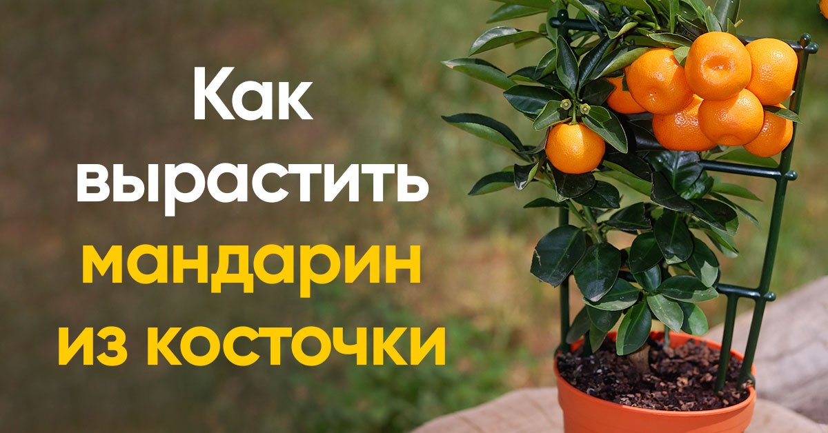 Как вырастить мандарин из одной косточки